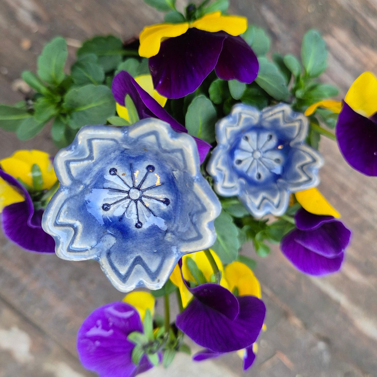 Bikop, Blå sommerblomst