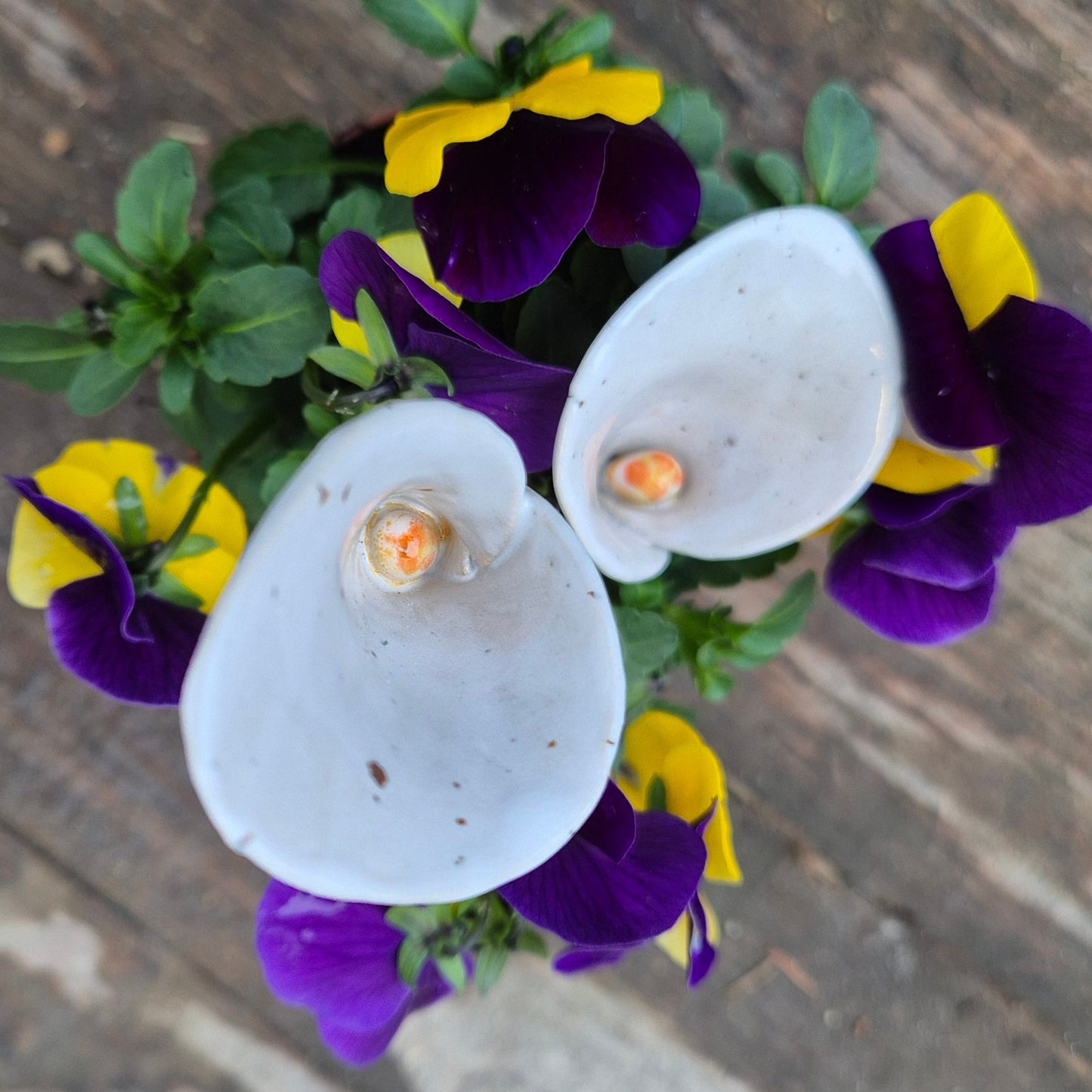 Bikop, Hvid Calla lilje