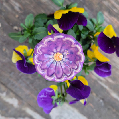 Bikop, Lilla sommerblomst