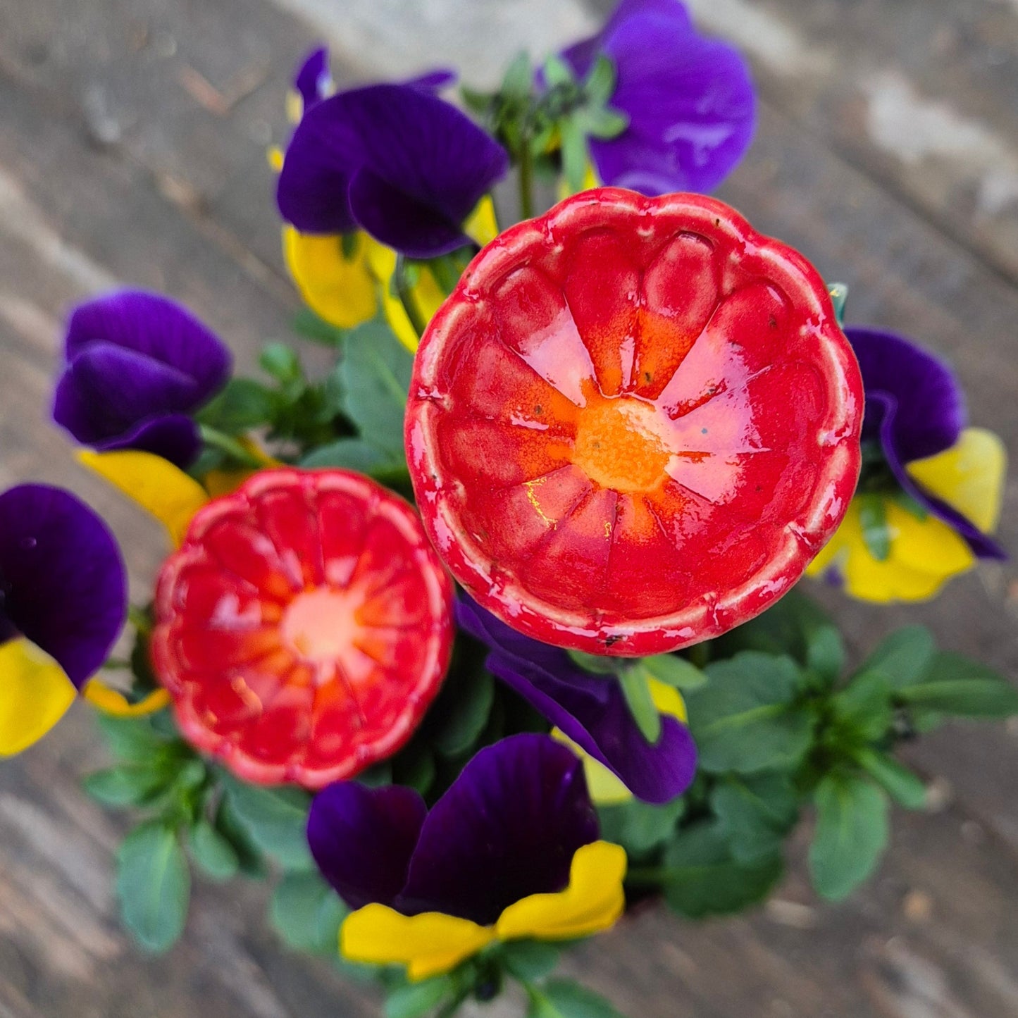 Bikop, Rød sommerblomst