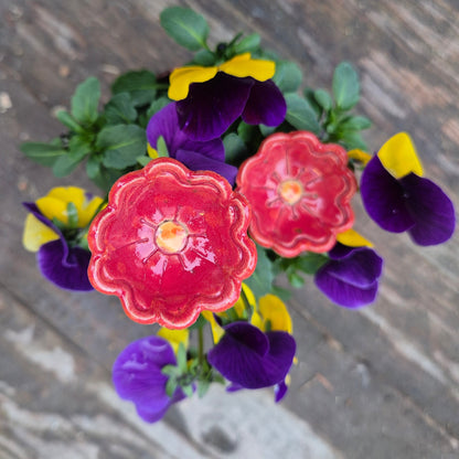 Bikop, enkelt rød sommerblomst