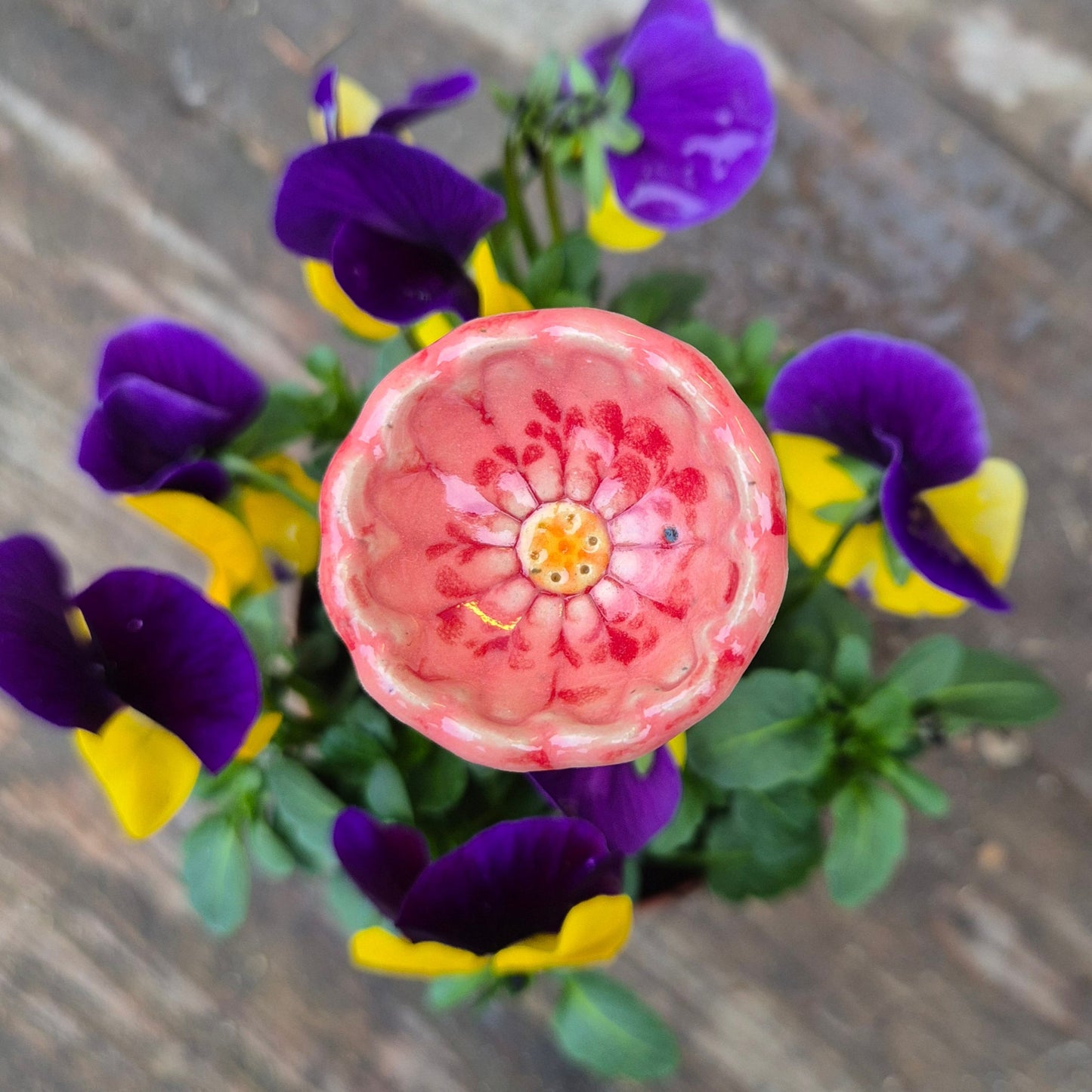 Bikop, lyserød sommerblomst